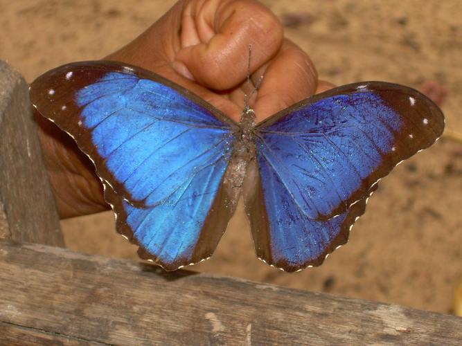 环蝶科
