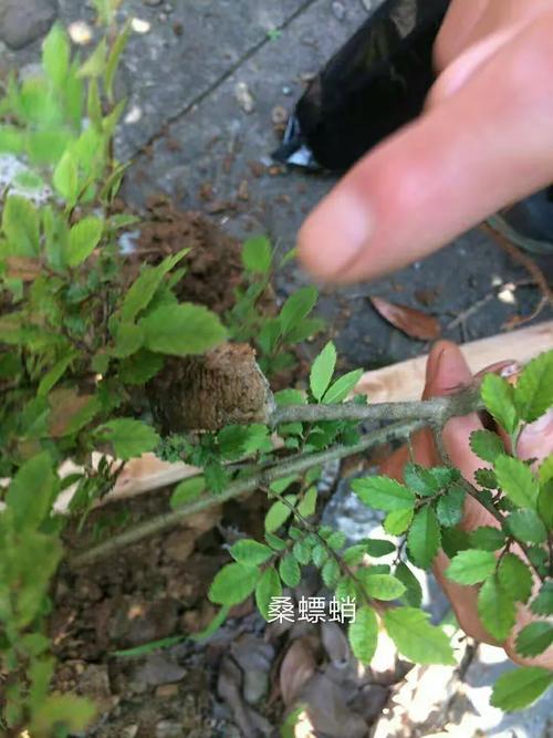 萧山中医药学会护理分会采药活动